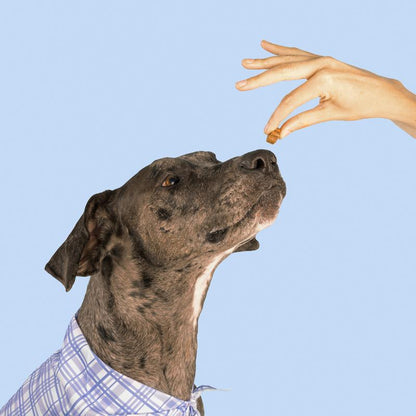 Dog Is Human Daily Multivitamin for Dogs - Human-Grade, Vet-Formulated, Made in Vermont