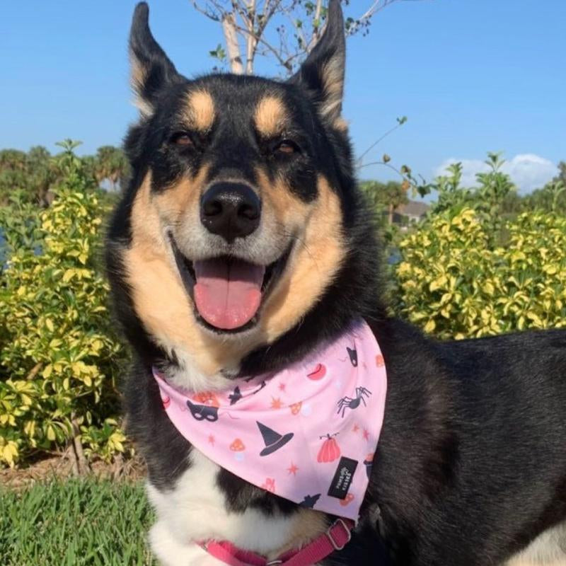 Cooling Bandanas for Dogs - Stay Cool in All Seasons - Stylish Neck Accessory