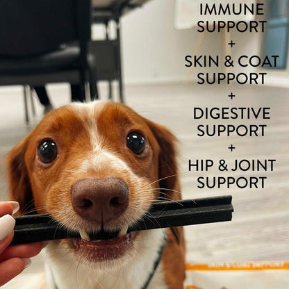 Dental Stick Variety 4-Pack Dog Treats